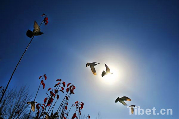 Lhassa fournit 10 millions de yuans en fonds incitatifs pour encourager la protection de l’environnement Lhassa fournit 10 millions de yuans en fonds incitatifs pour encourager la protection de l’environnement