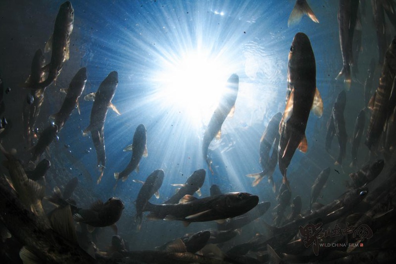 Histoire de la carpe nue du lac Qinghai Histoire de la carpe nue du lac Qinghai